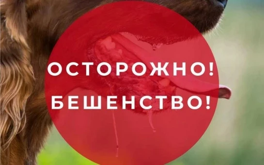 🐾 Внимание: бешенство – смертельная опасность! Соблюдайте правила профилактики 🐾