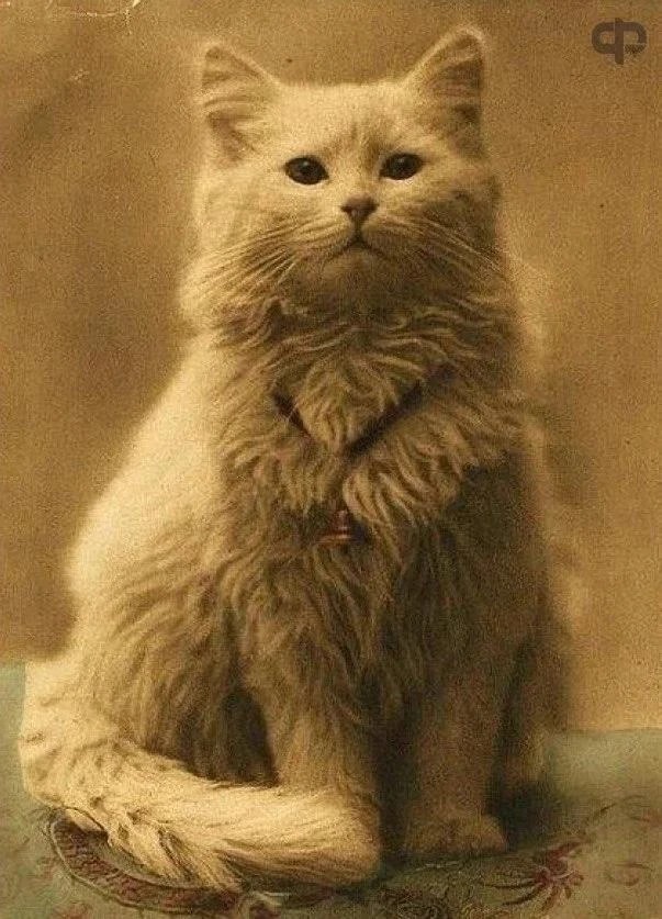Первая в мире фотография кота, 1880–е годы, Британская империя