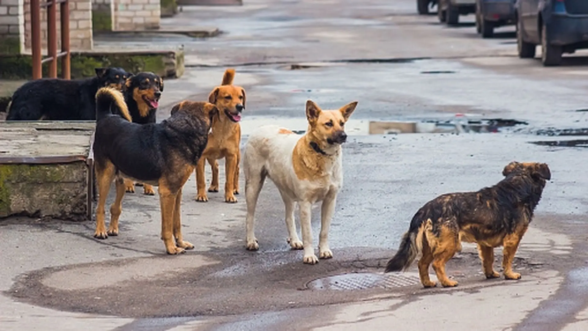 🐶 В Красноярском крае изменились правила отлова собак