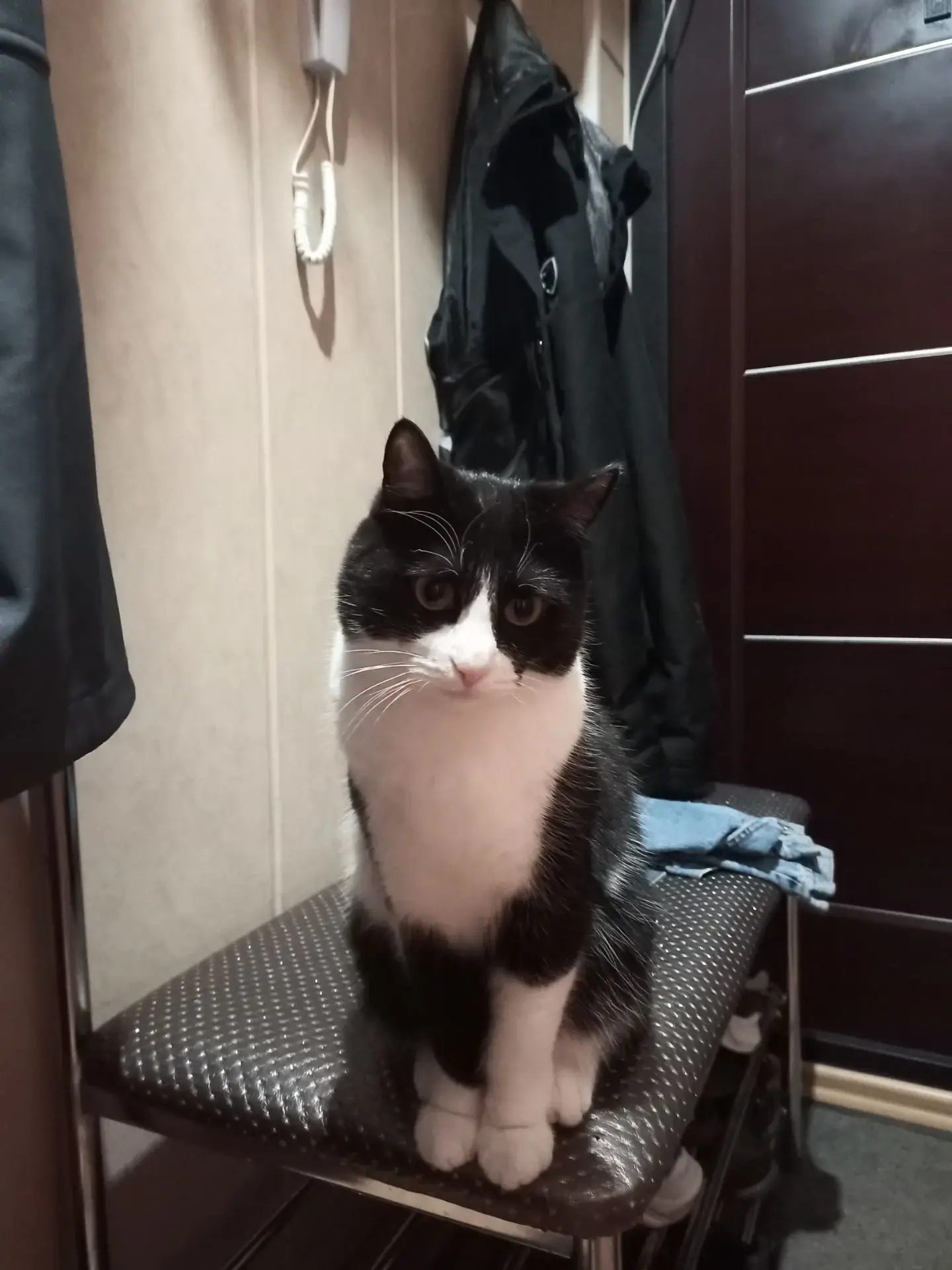 это Фаня 🐱