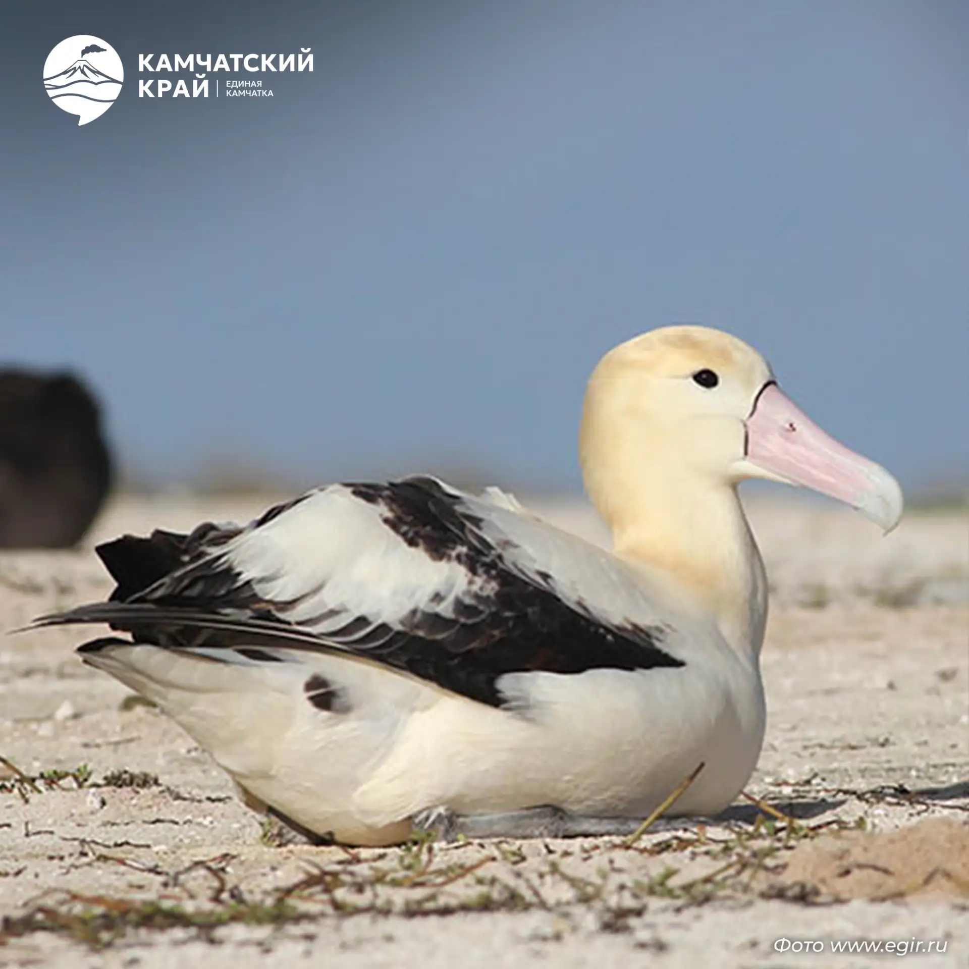 🕊️ Белоспинный альбатрос — один из самых редких и ценных обитателей камчатских вод.
