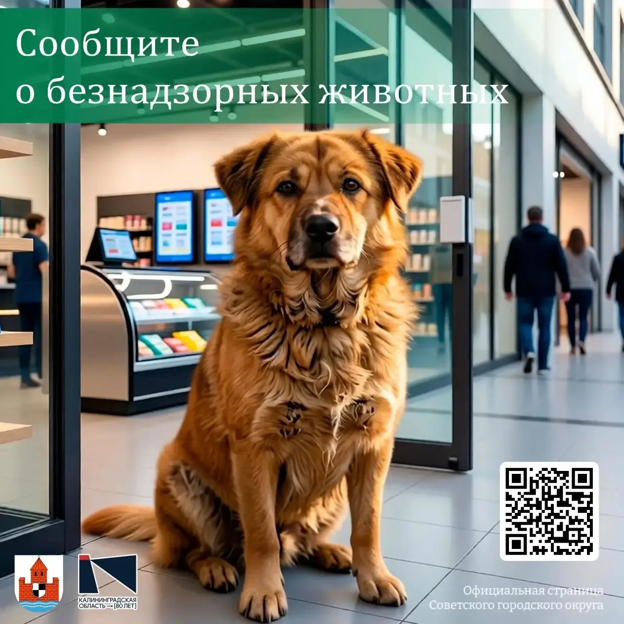 🐕 Даже самая милая бездомная собака может проявить агрессию - важно быть готовым и знать, как дейст