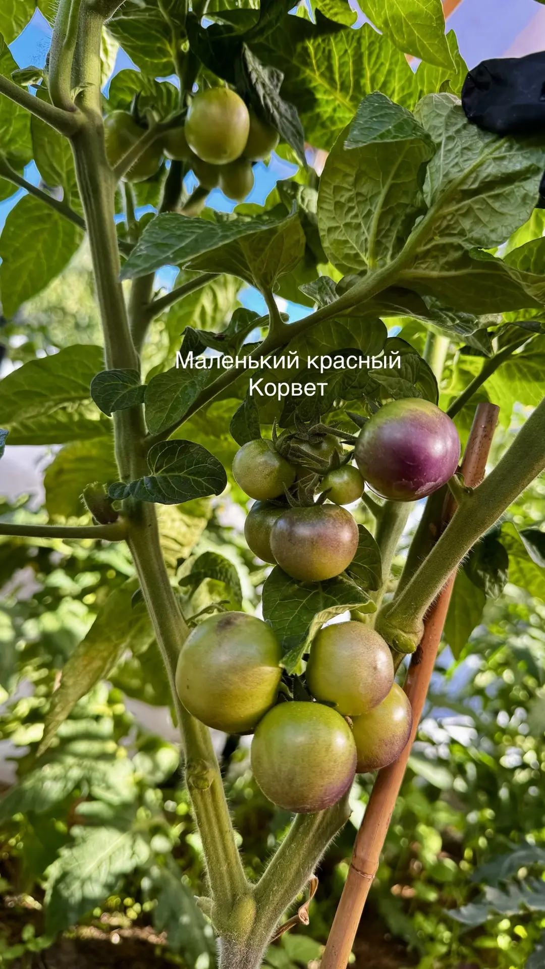 Томатики 🍅🍅🍅
В теплице, ОГ и на подоконнике. 
Лето непростое в Московской области, холодные ночи,