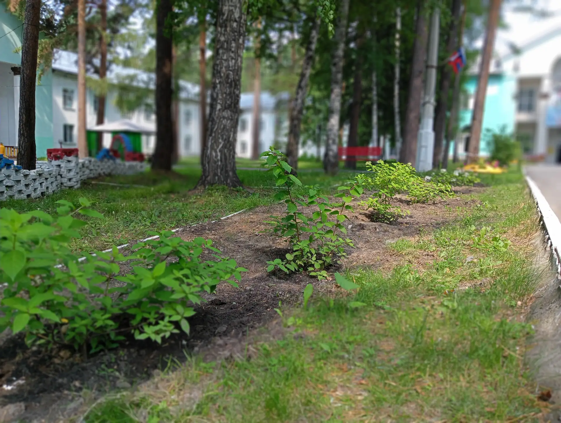 Отличные новости! 🌸 

Спешим поделиться: наша гортензия не просто прижилась, а чувствует себя насто