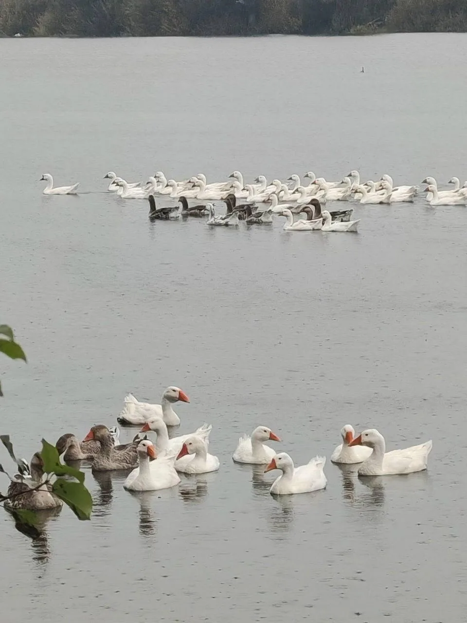 В Пихтовке Воткинского района заметили вот таких красавцев 😍
