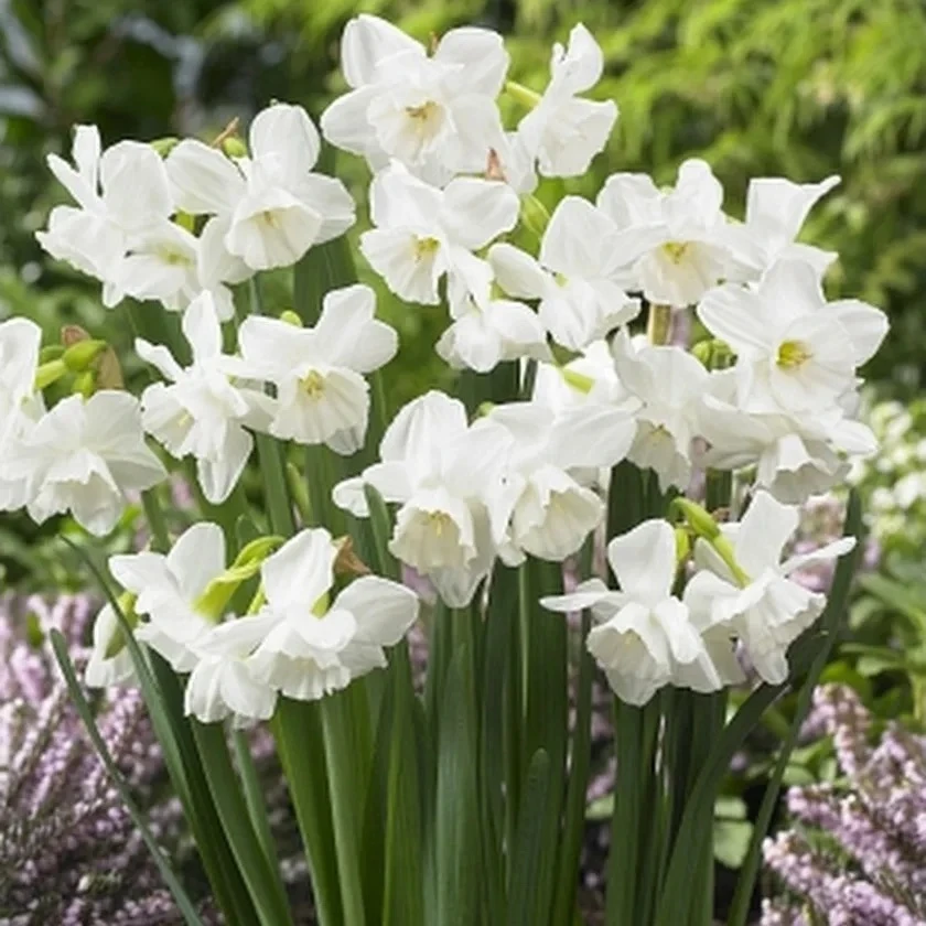 «Термит»: Нарцисс «Элвинс Войс» — изящный ароматный сюрприз весны! 🌼💚