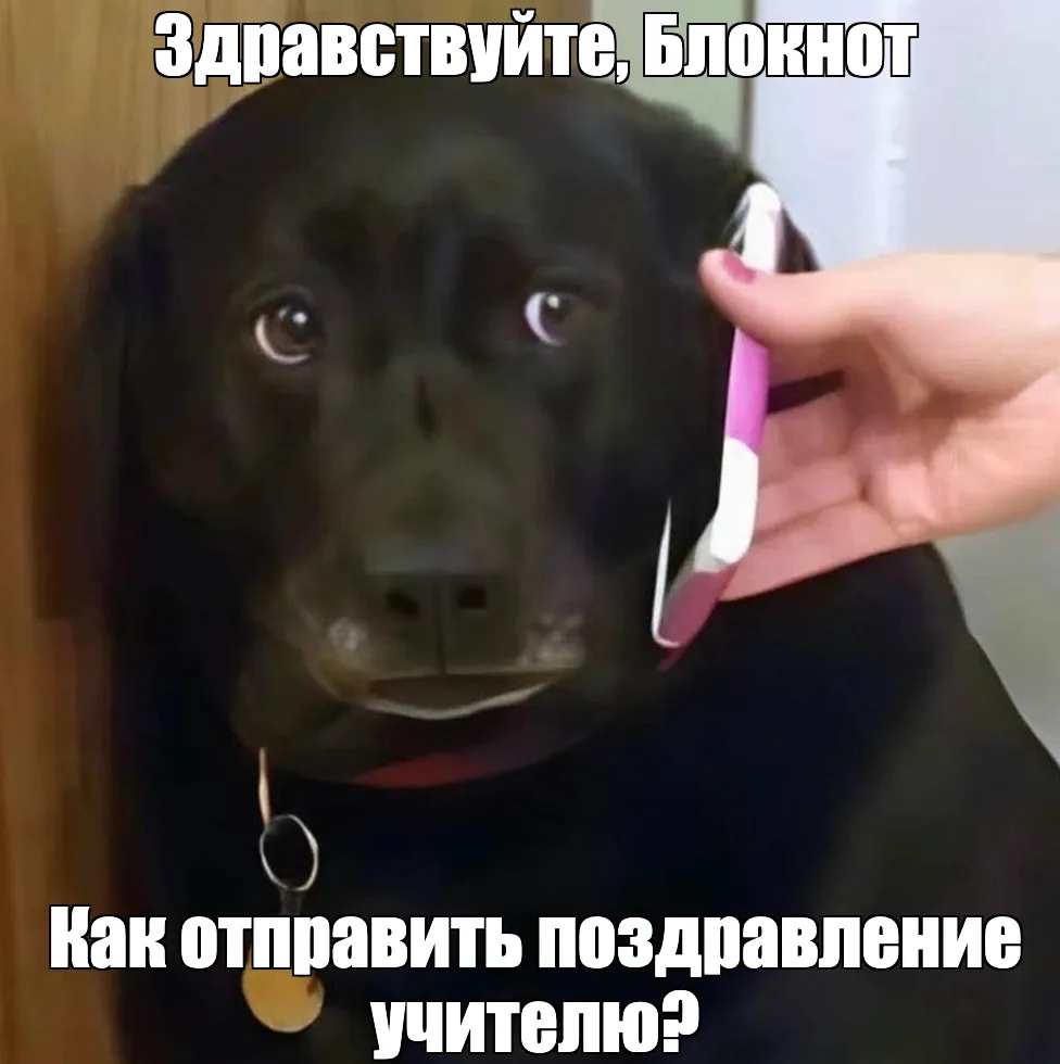 Настроение дня у редакции: телефон и отечественный мессенджер еле выдерживают