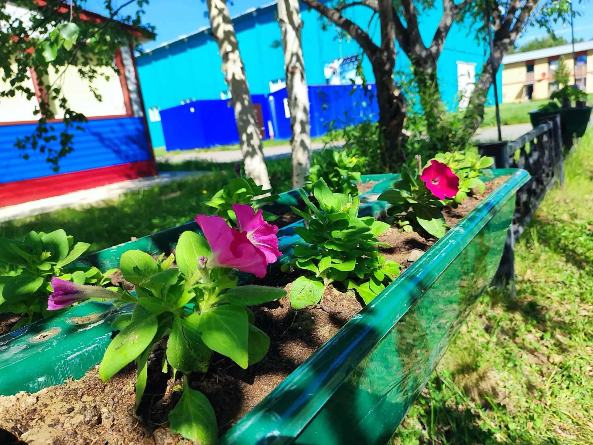 Наш поселок Ягельный расцветает!🌸
В поселке стартовали плановые работы по благоустройству и озелене