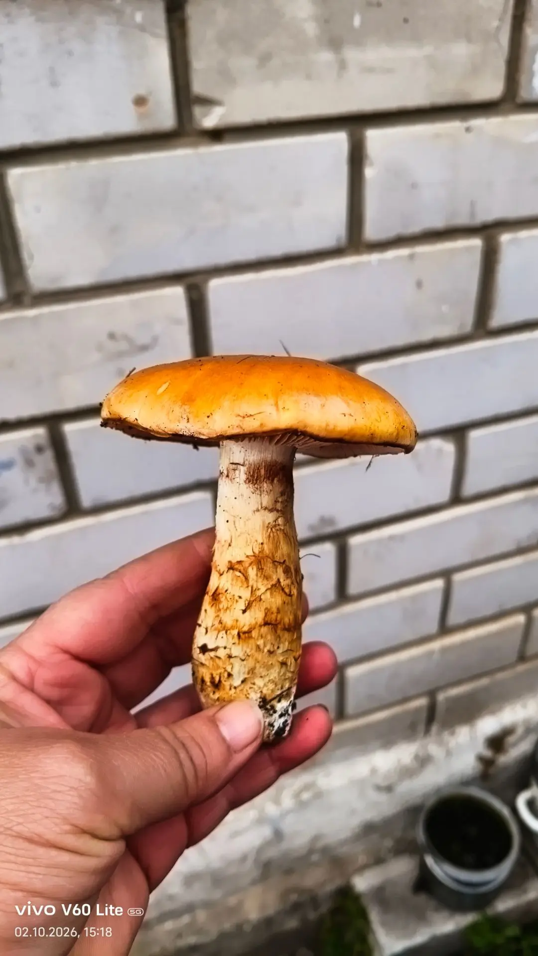 Вчера ходили за грибами 🍄. Я еще не настоящий блогер , в самые интересные моменты каме...