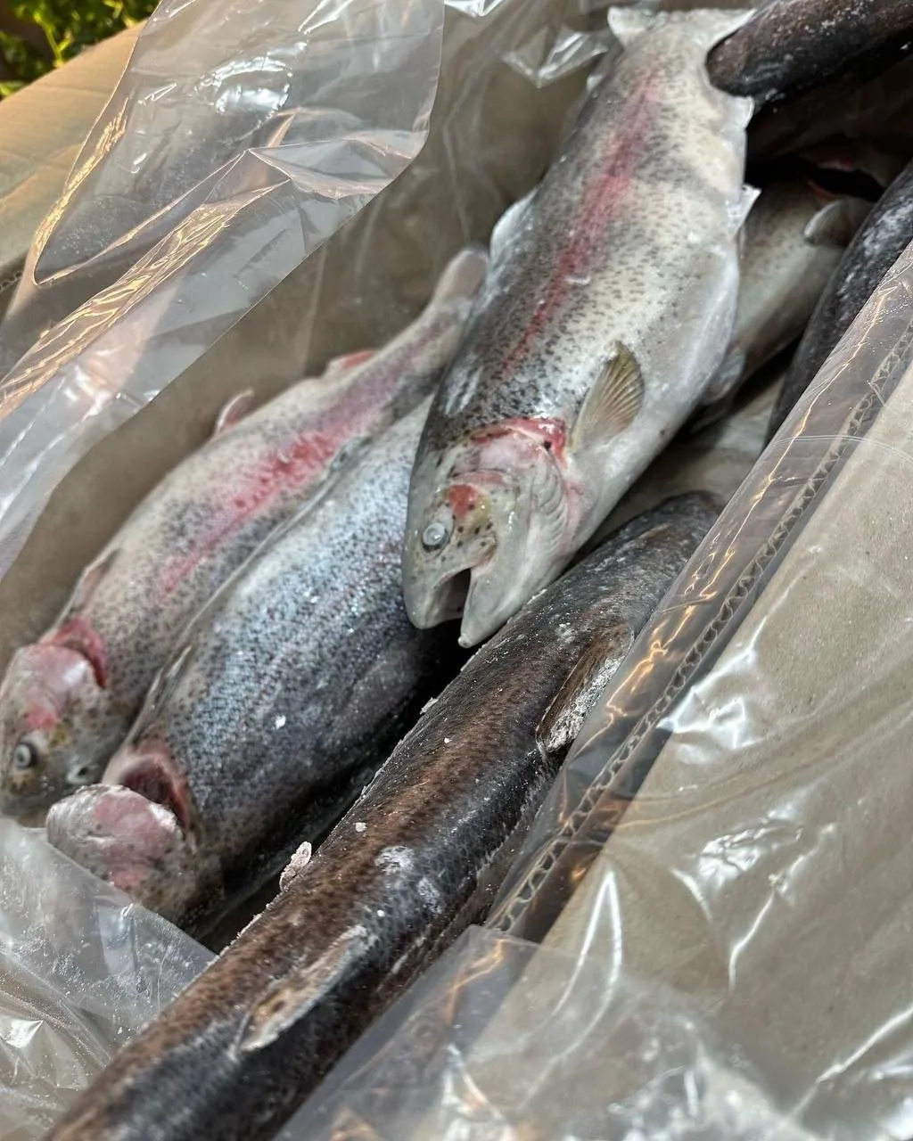 У нас настоящий рыбный четверг 🔥😋  Свежемороженая икорная форель😍   🐟 Рыба из чистых горных озёр Кир