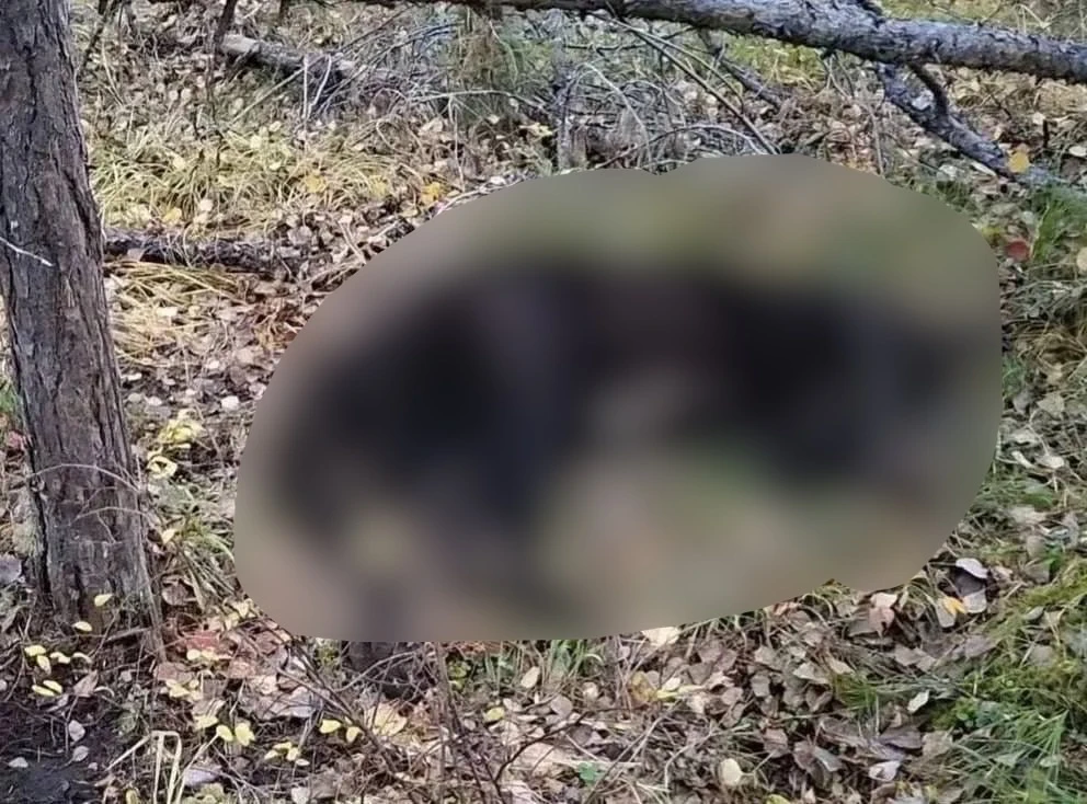 В Иркутской области медведи убили двух человек