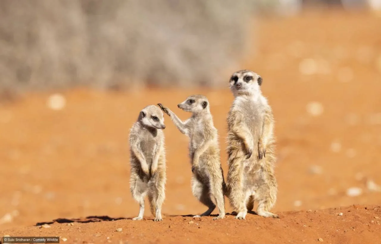В #КрасивоеНаНочь сегодня финалисты Nikon Comedy Wildlife Awards 2026. В этом году всег...