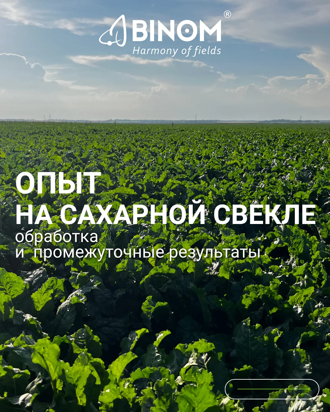 ОПЫТ НА САХАРНОЙ СВЕКЛЕ