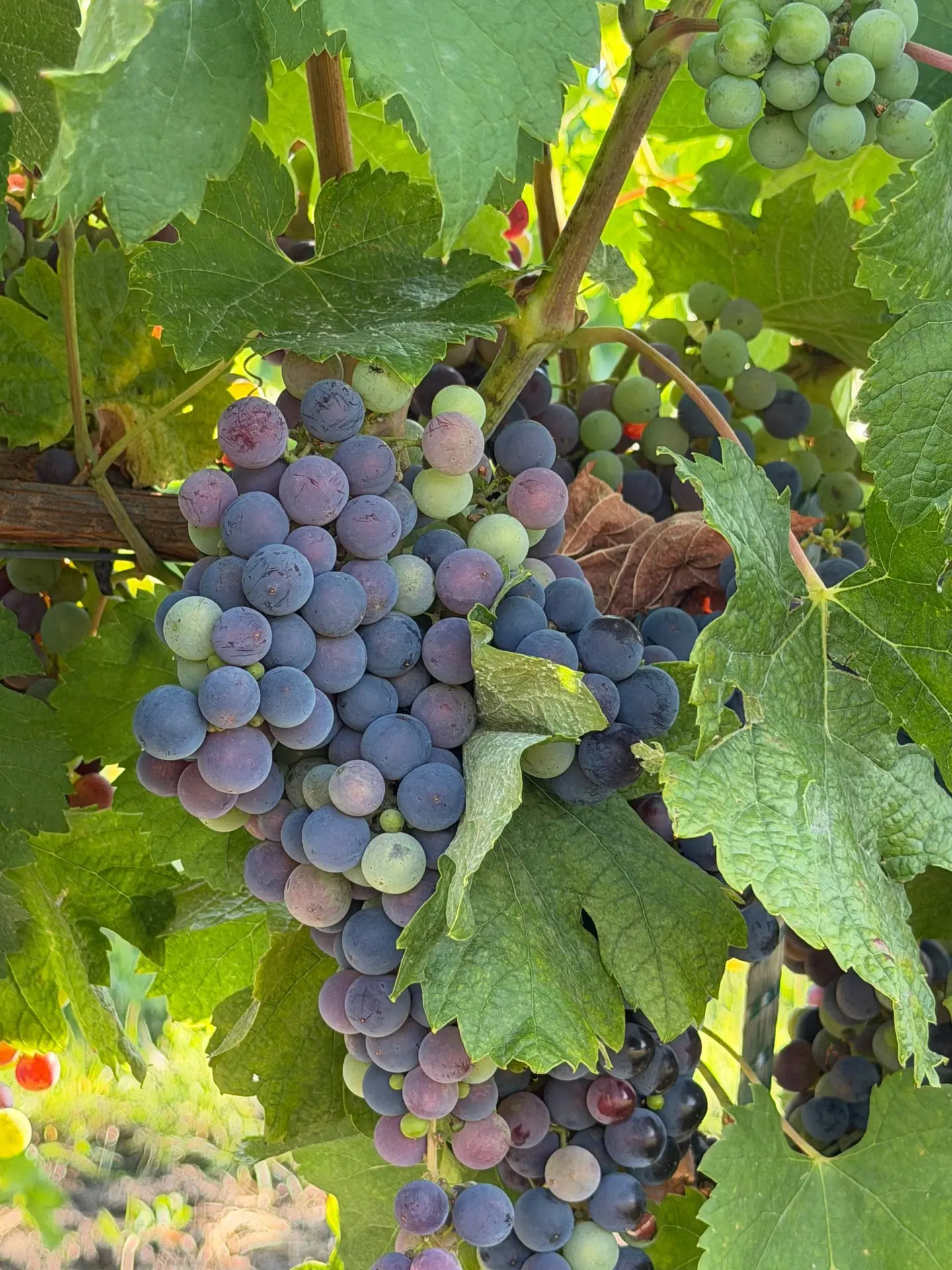 Делимся прекрасными фотографиями нашего Мерло 🍇