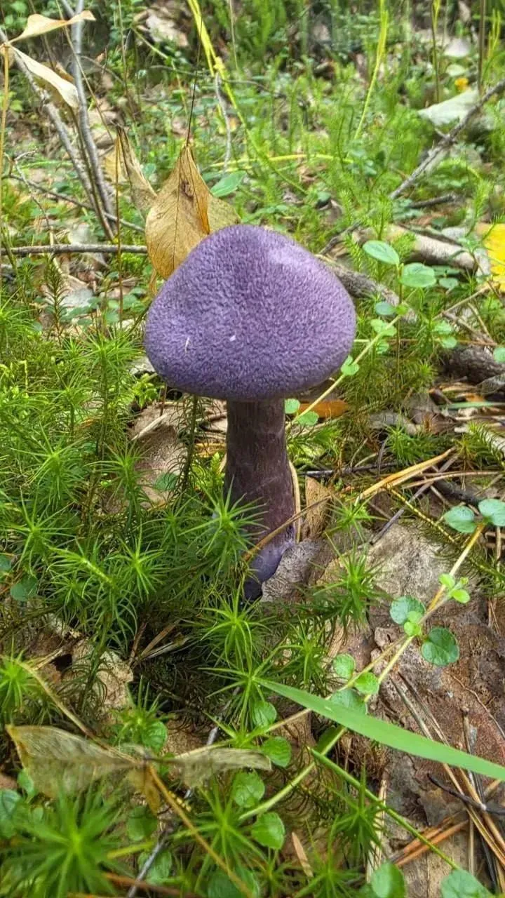 🍄‍🟫В Сургуте нашли фиолетовый гриб 🍄
