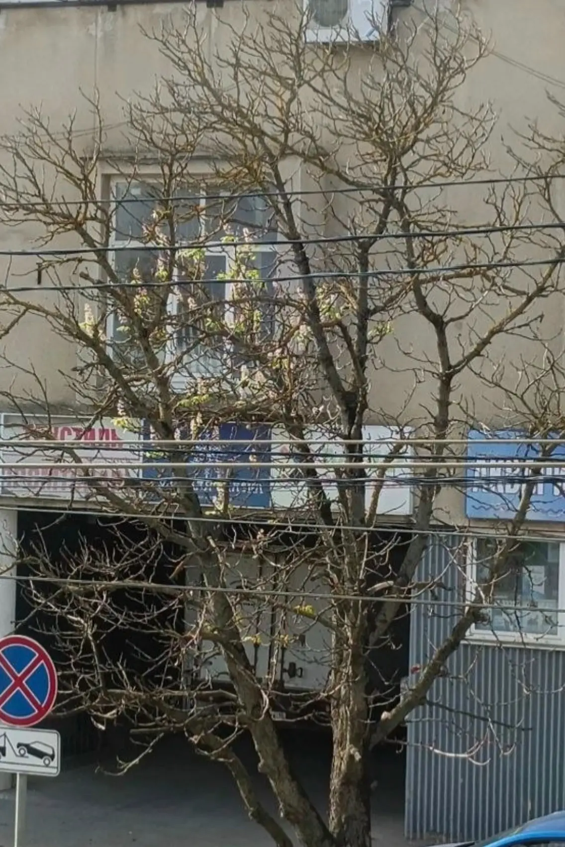 Октябрь, а на улице Оборонной зацвел каштан
