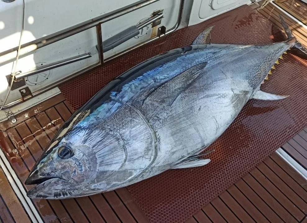 🐟💰 Голубой тунец заполнил рынок Владивостока

Во Владивостоке рыбаки начали массово продавать гига