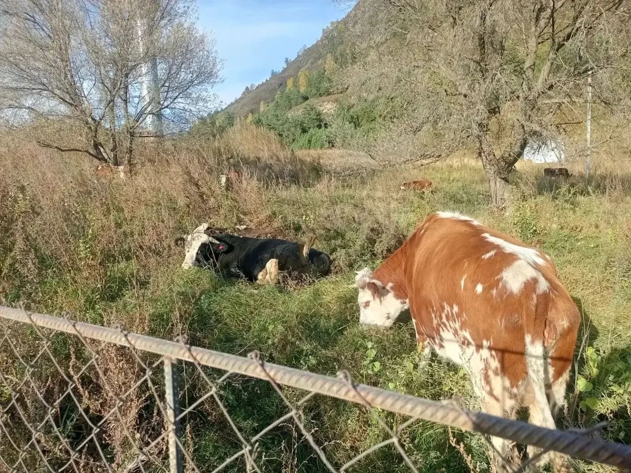 🐄 В Чемальском районе усилили контроль за выпасом сельскохозяйственных животных