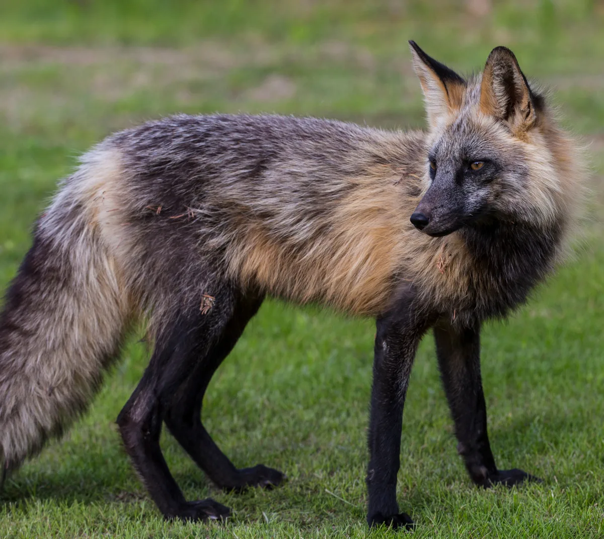 🦊 Лису с очень редким окрасом сняли на видео около дороги