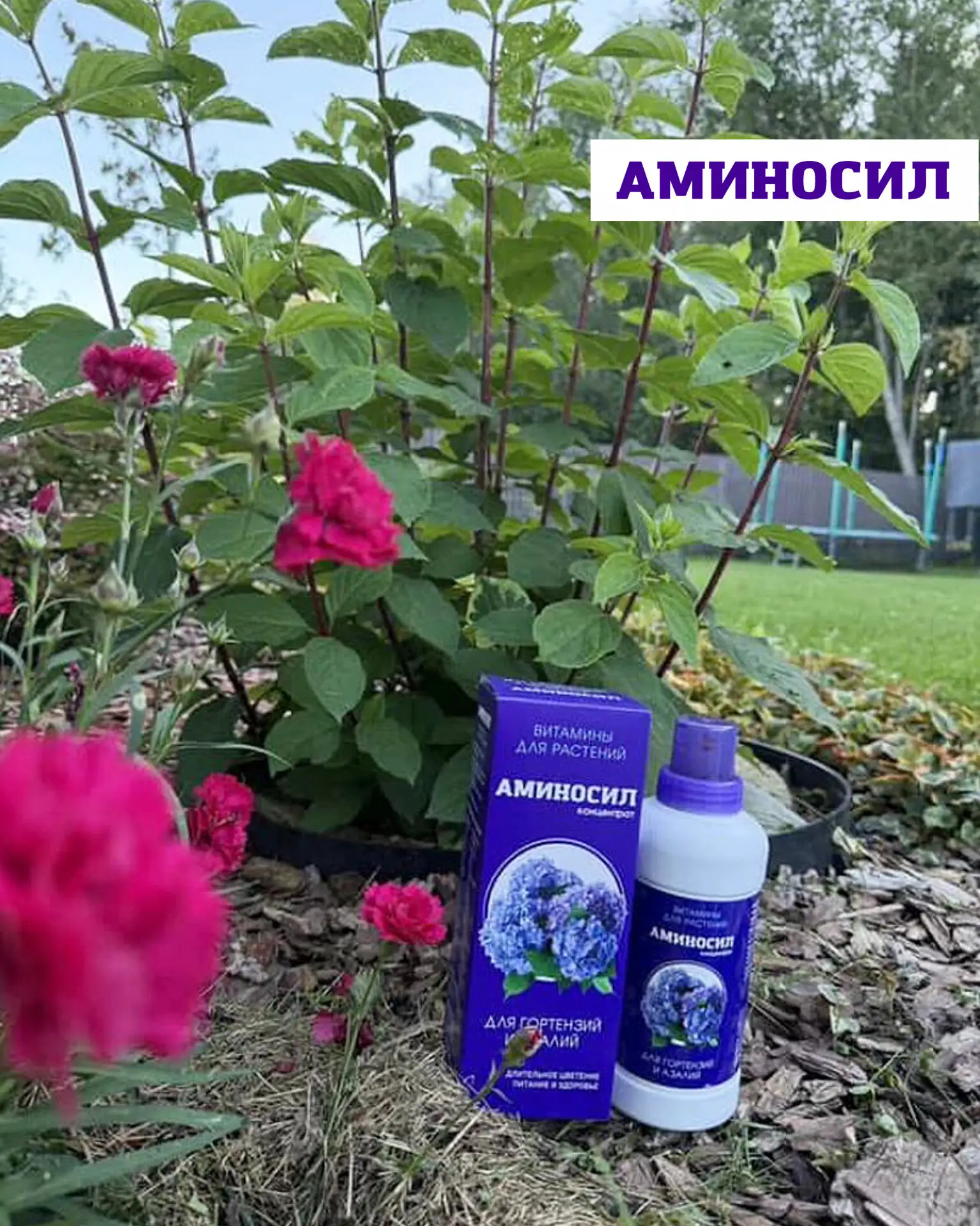 Когда сажать метельчатую гортензию, чтобы она прижилась и пышно цвела 🌸  Метельчатая гортензия — одн