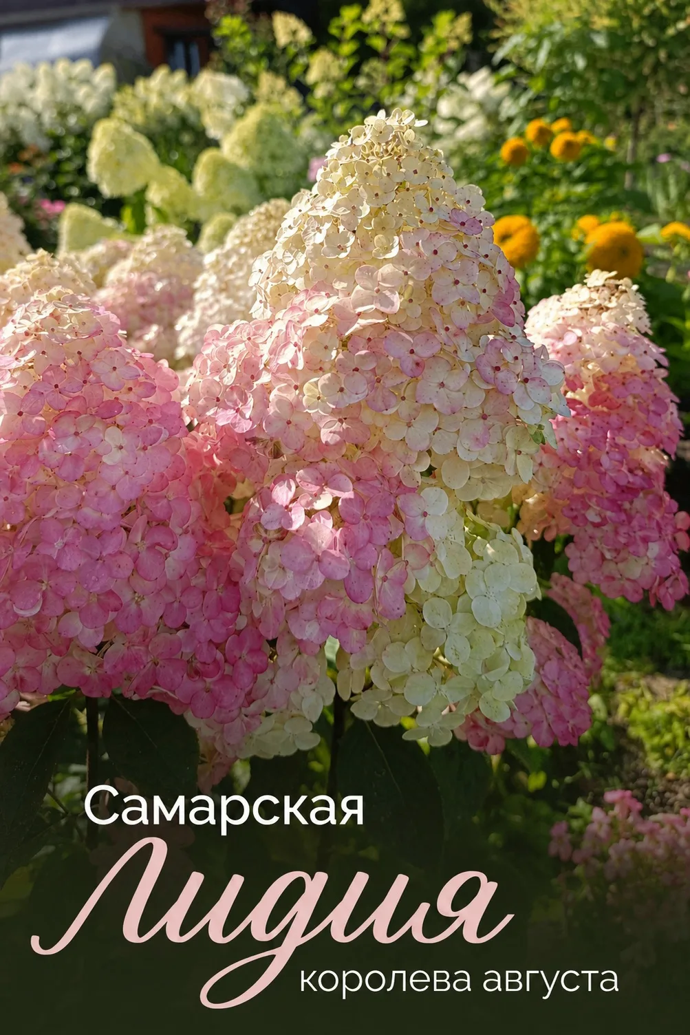 🌺 Королева августа, которая несколько раз меняет наряд за один сезон