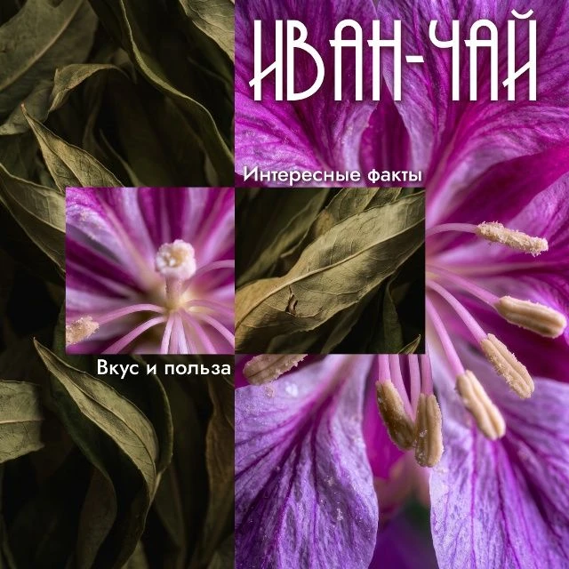 На Ямале зацвел иван-чай, превращая привычные северные пейзажи в настоящие розовые поля.

Это одно и