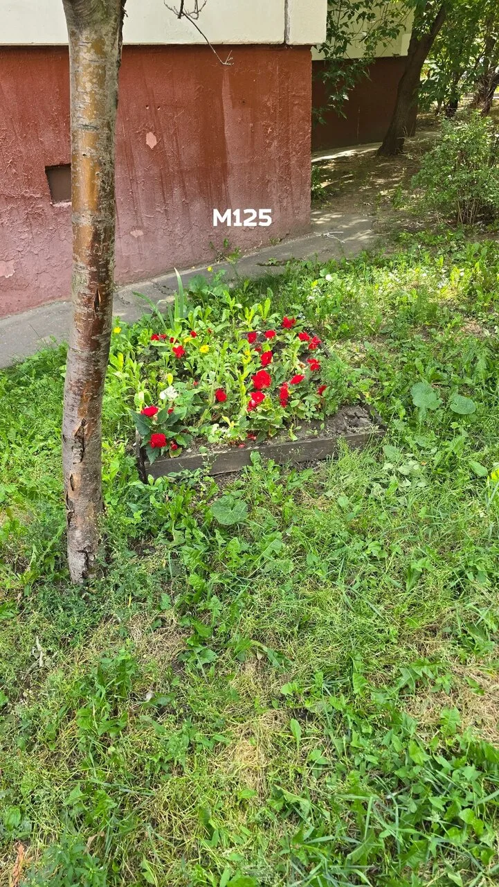 Красивая клумба обнаружена в одном из дворов района. Эксперты, это же бегония?