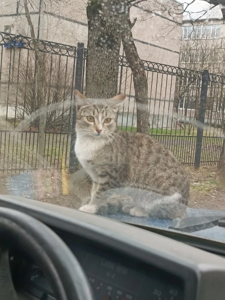 Микро-рысь на капот погостить пришла🐱😍