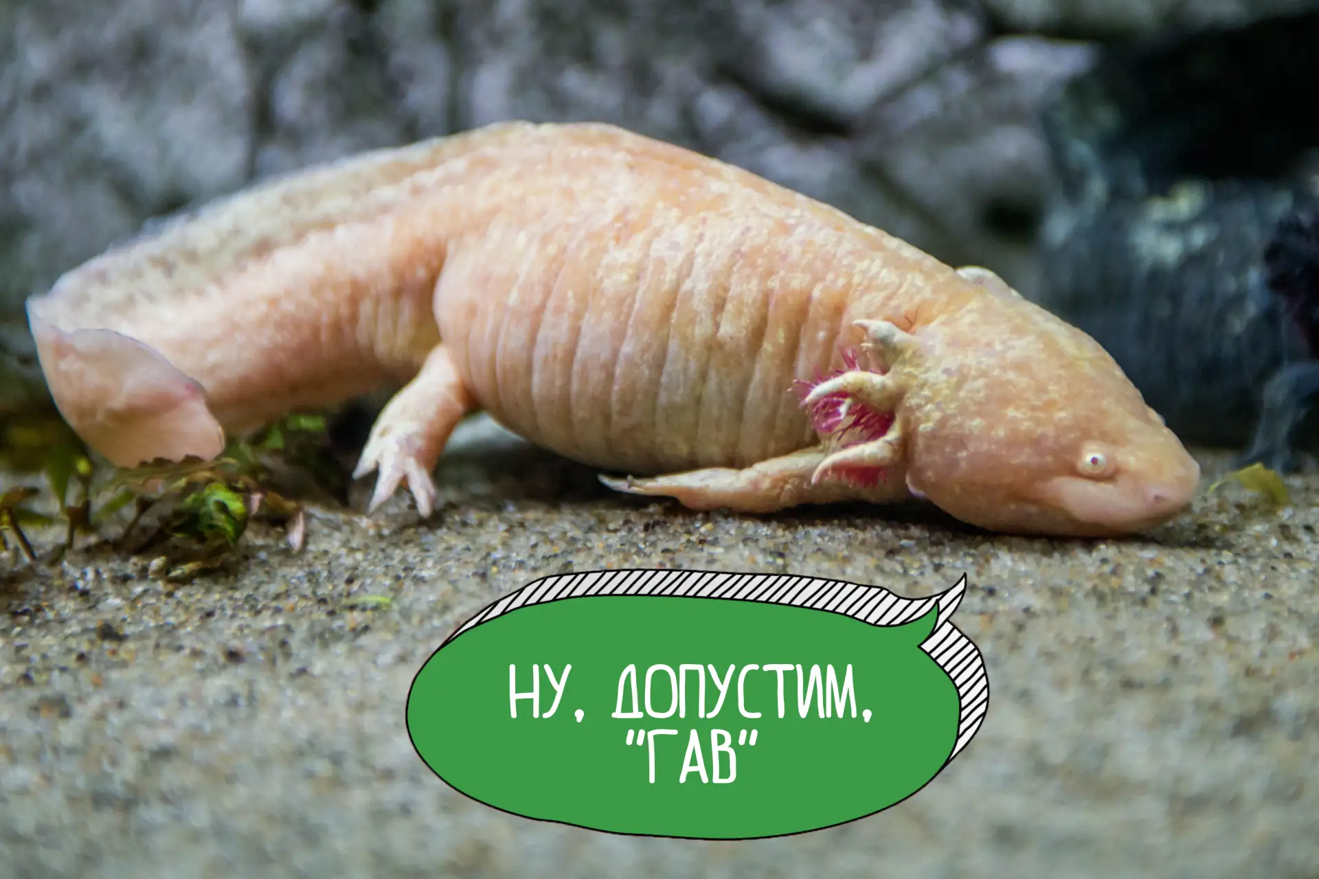 🐠 В нашей экспозиции «Аквариумы» вы можете увидеть одного из самых удивительных существ — аксолотля