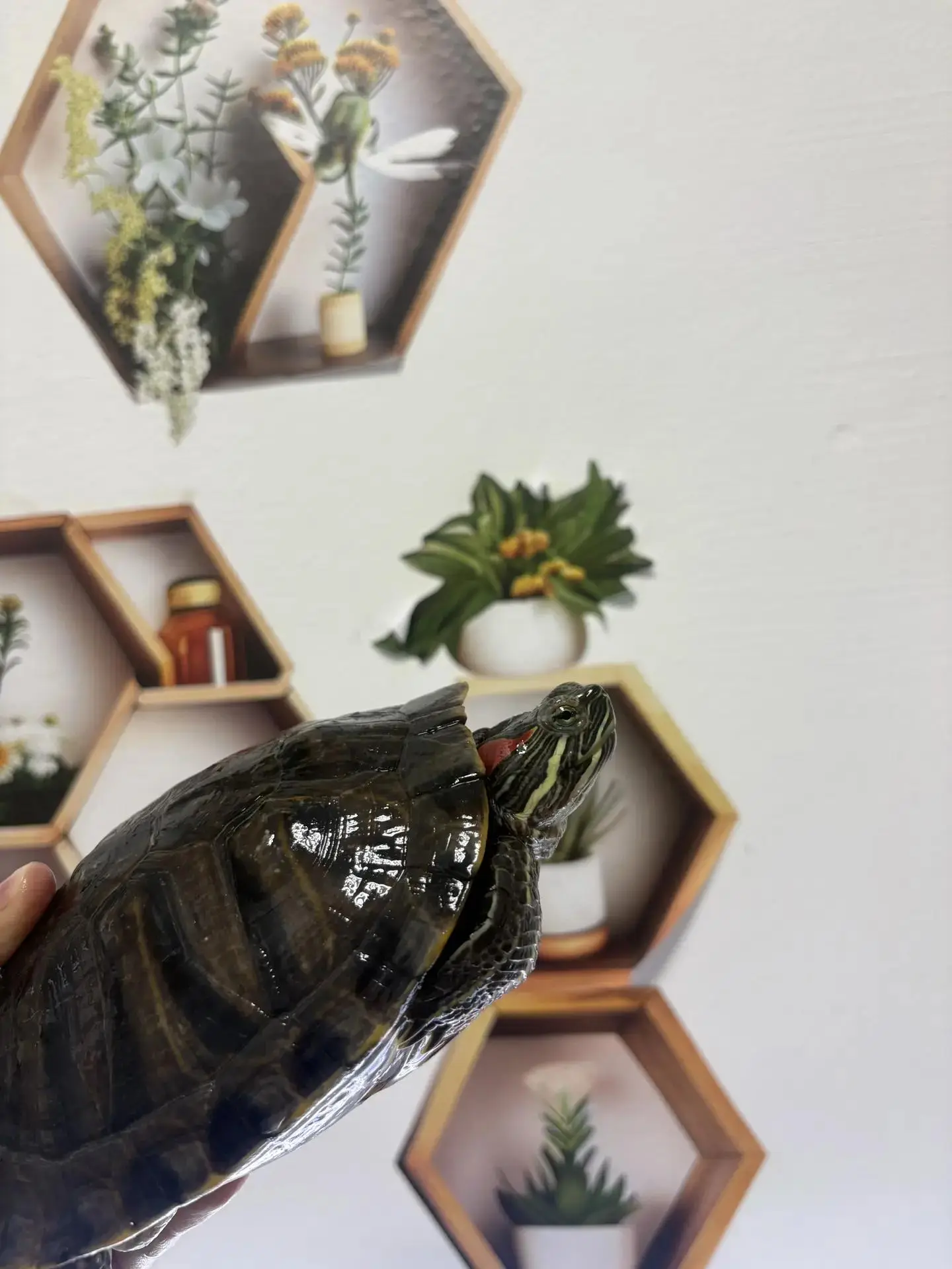 🐢 Добро пожаловать в наш дом, маленькая черепашка! 🐢💚