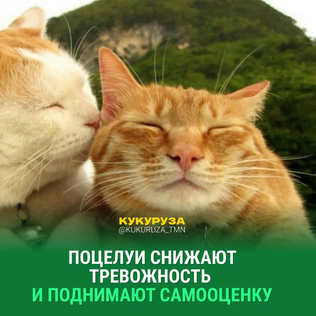 😘 Срочно перешли это своей второй половинке. Пост про поцелуйчики.  Поцелуи — природный антидепресса