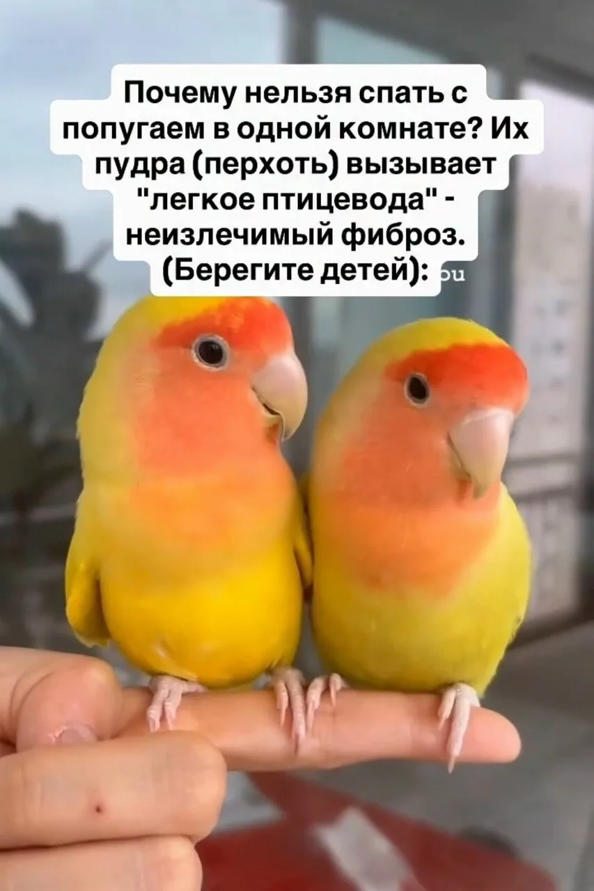 1. Аэрозоль см*рти (Bird Fancier’s Lung). Крупные попугаи (какаду, жако) и даже волнист...