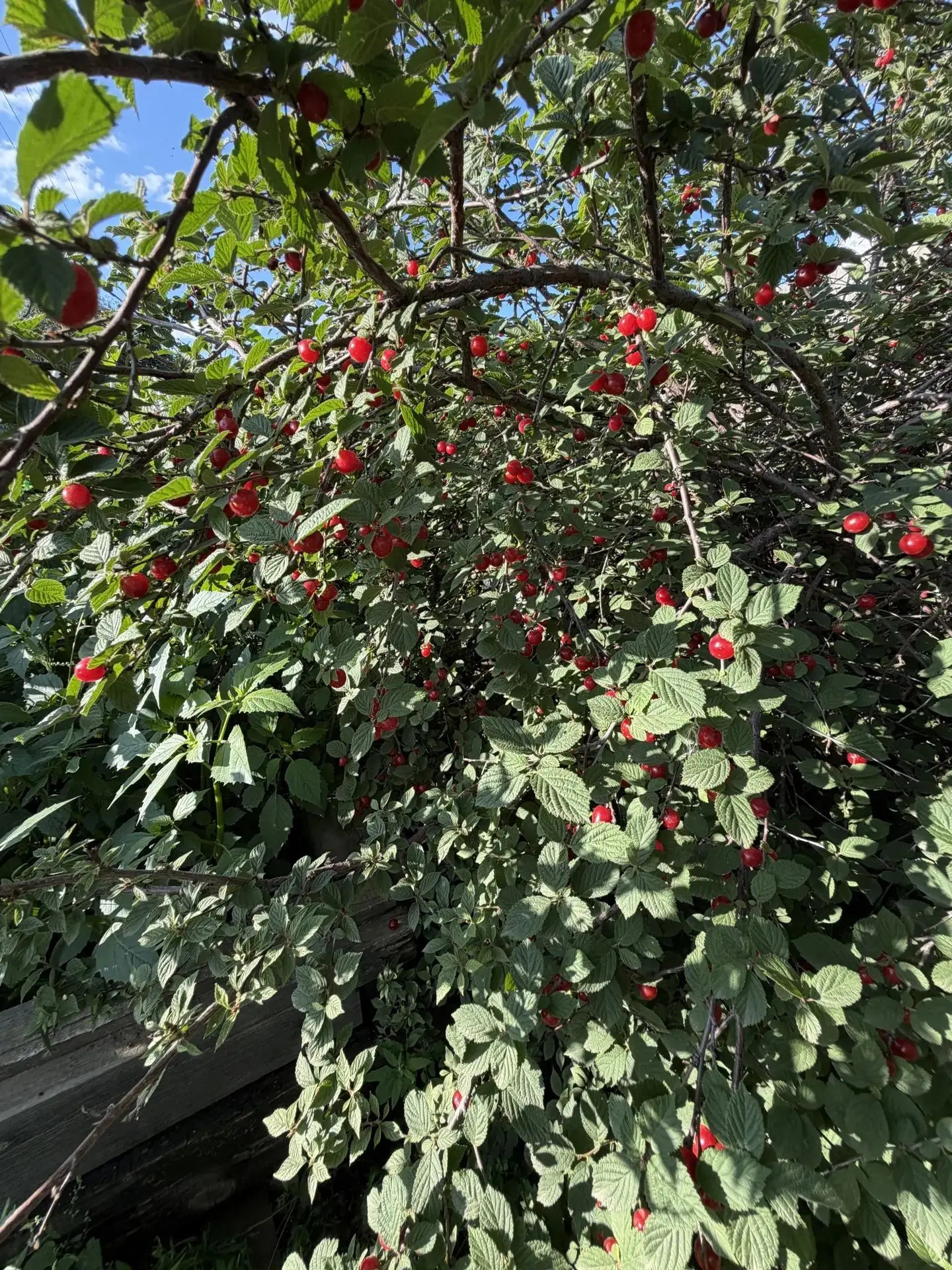 💬"Вишня созрела🍒"