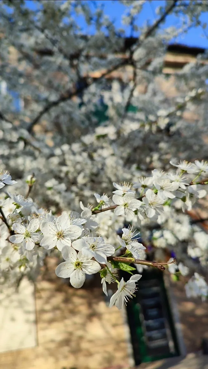 🌸 Весна в Щелково   Подписаться на @shelkovo_online
