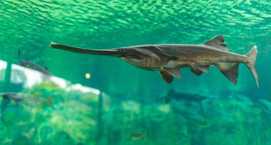 Китайский веслонос. Хищная рыба, которая водилась в пресноводных водоемах Китая. В прошедшем времени