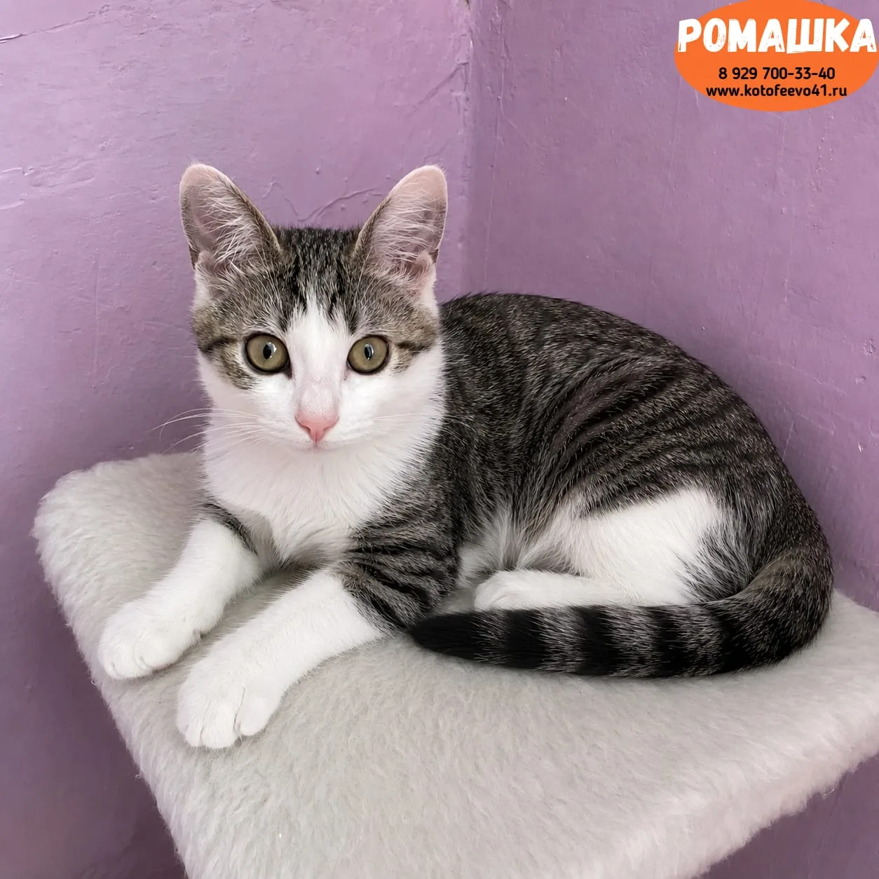 Котёнок *Ромашка*