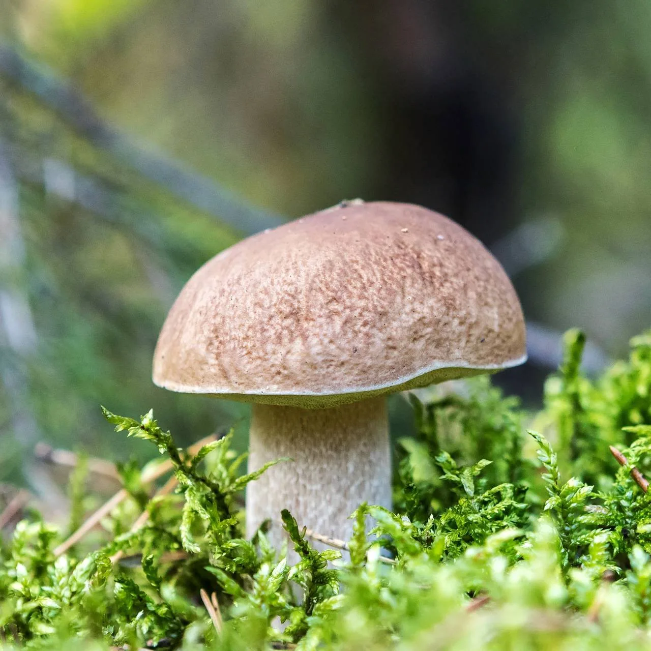 🍄Среди любителей тихой охоты до сих пор жив миф: стоит лишь попробовать гриб на вкус, ...