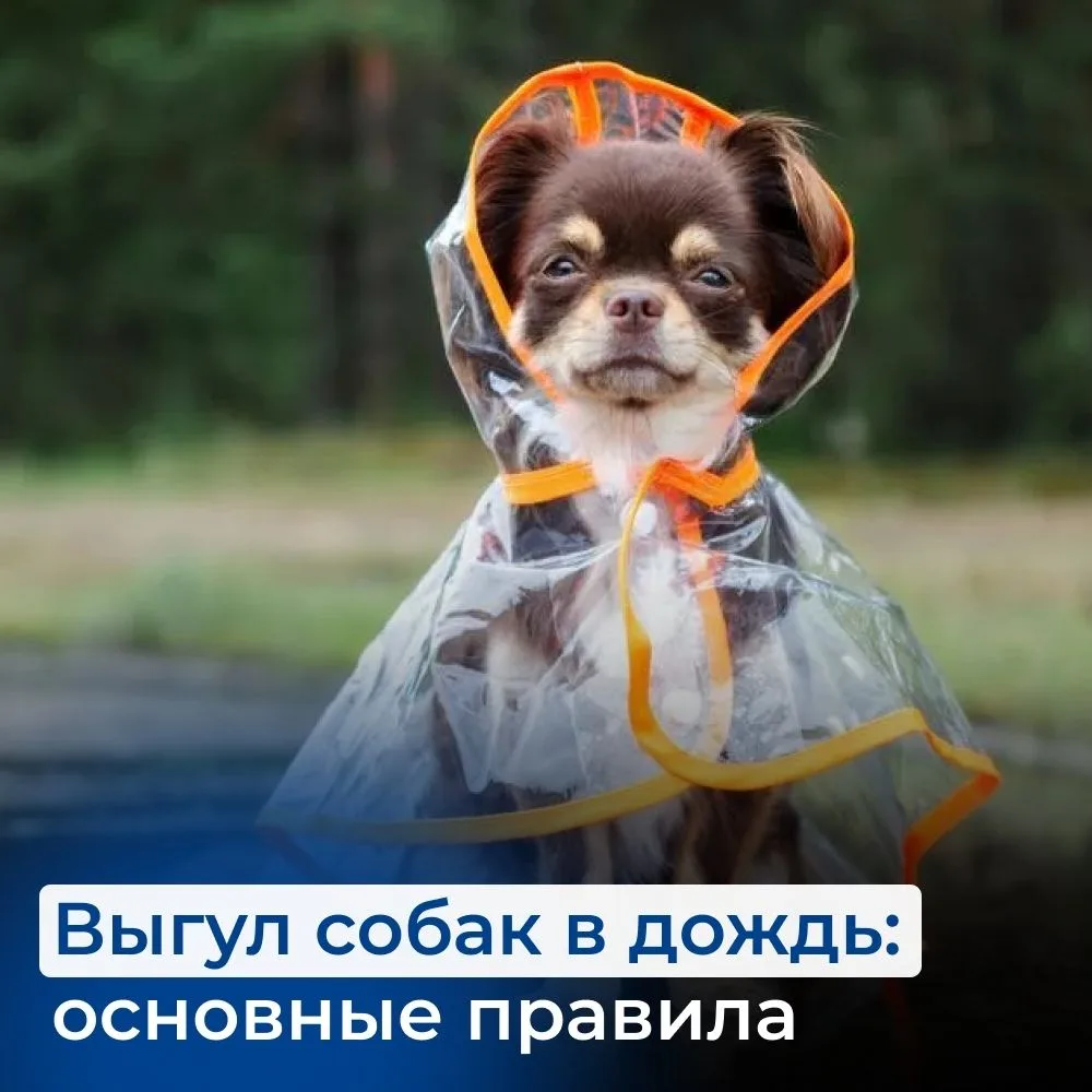Дождь за окном? Не отменяйте прогулку с любимым питомцем!