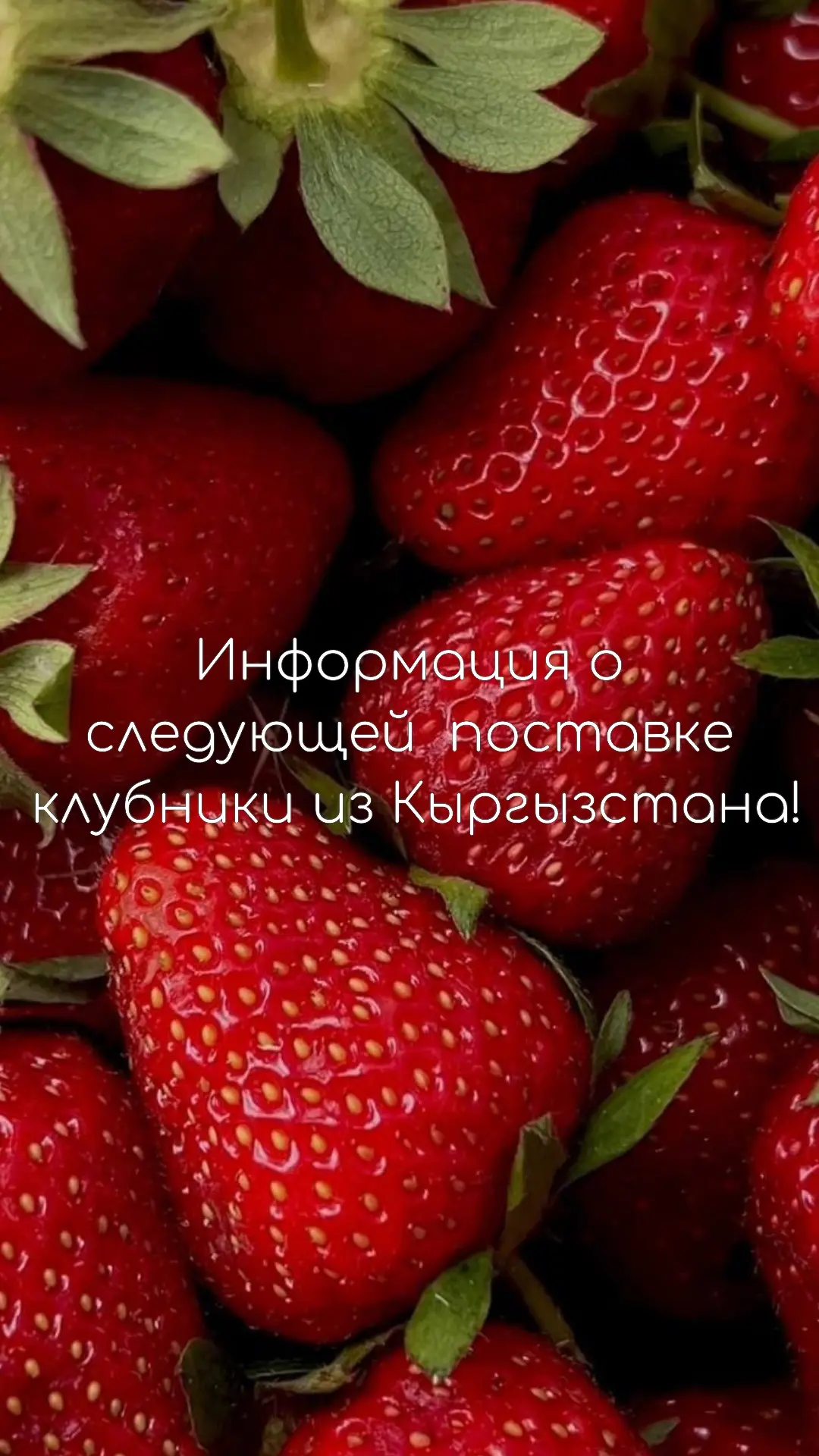 Друзья, делимся важной информацией!   На данный момент вся клубника из Кыргызстана в магазинах «Перв