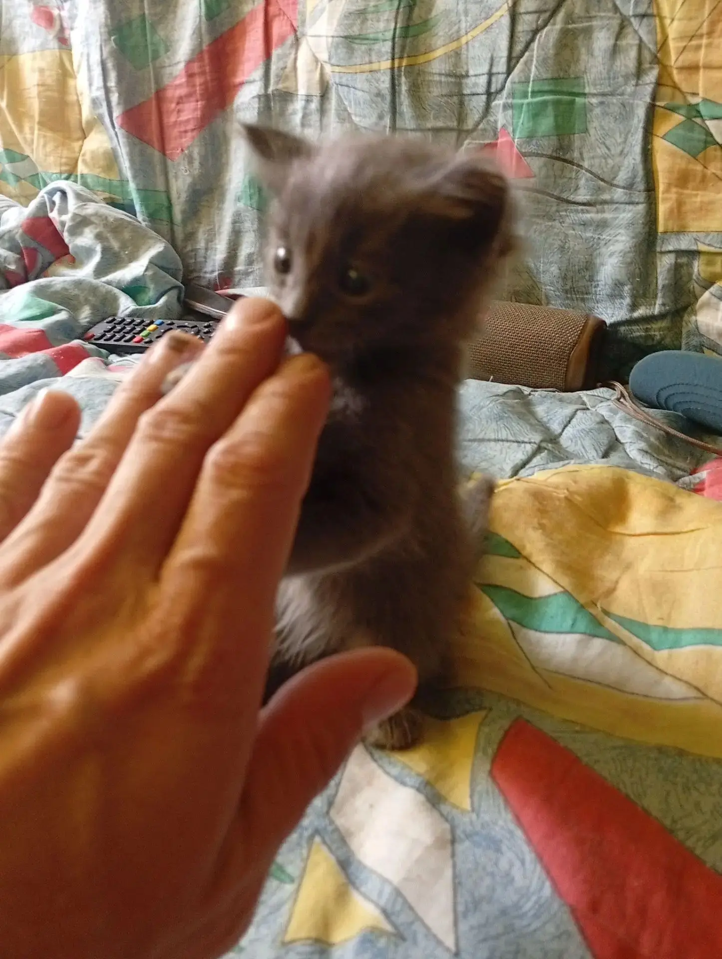 Люди! Помогите раздать котят! Хозяин уходит на СВО, очень жалко выкидывать, проявите че...