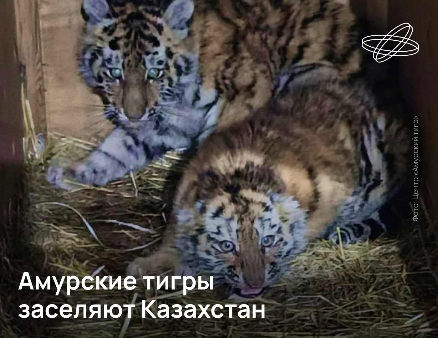 Четыре российских тигра отправились в Казахстан восстанавливать местную популяцию, полн...