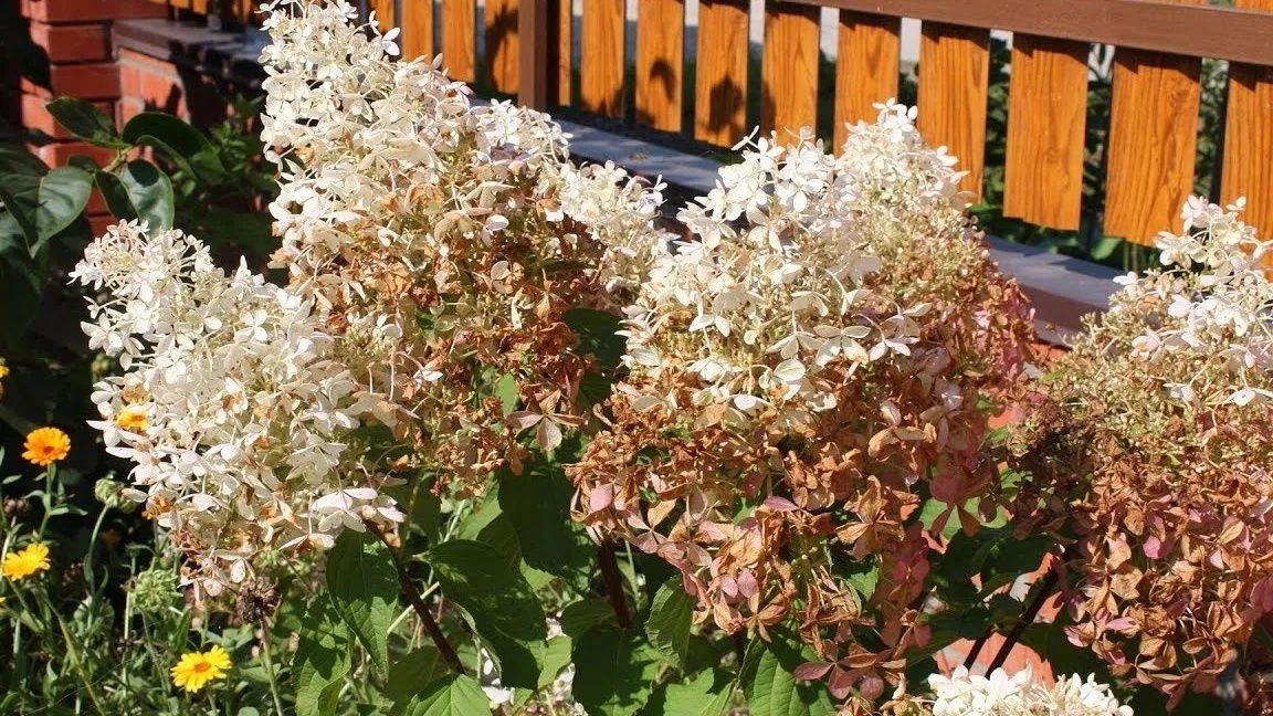 Живая изгородь из кустарников: как агроном научил выбирать сорт за 4 признака