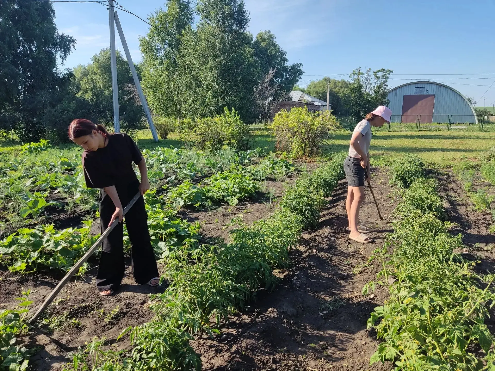 Работа на пришкольном участке продолжается.🌱🌱🌱 Подрастают кустики томатов и огурцов,...