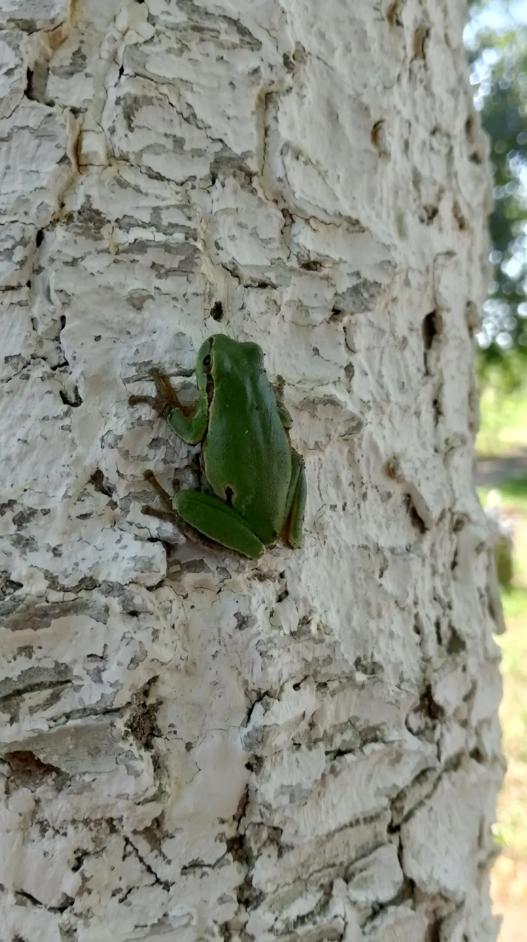 🐸🍁Сегодня воспитанники нашего ДОУ смогли понаблюдать за лягушкой.