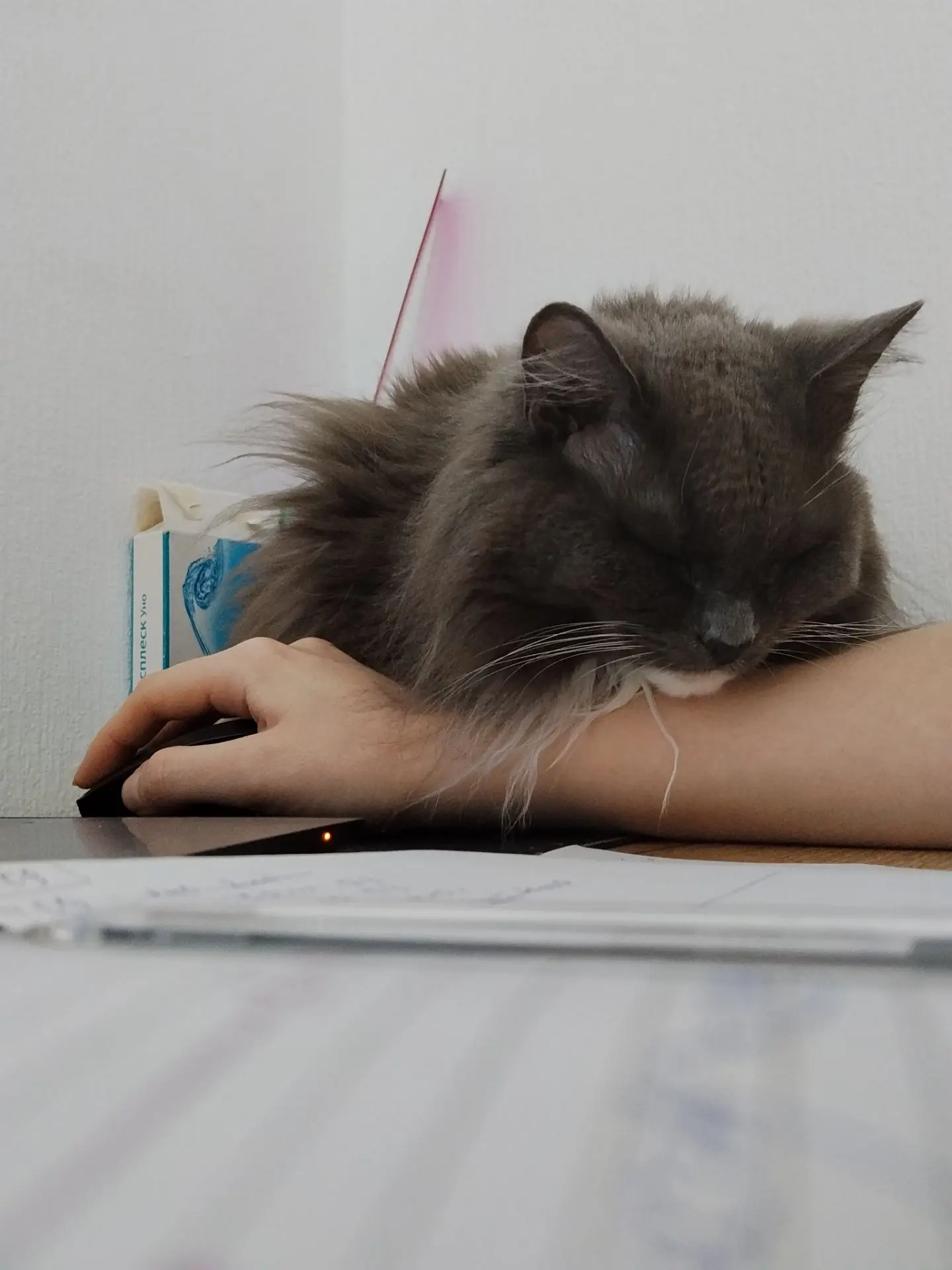 Вот как работать, когда у тебя дома кошка 😂