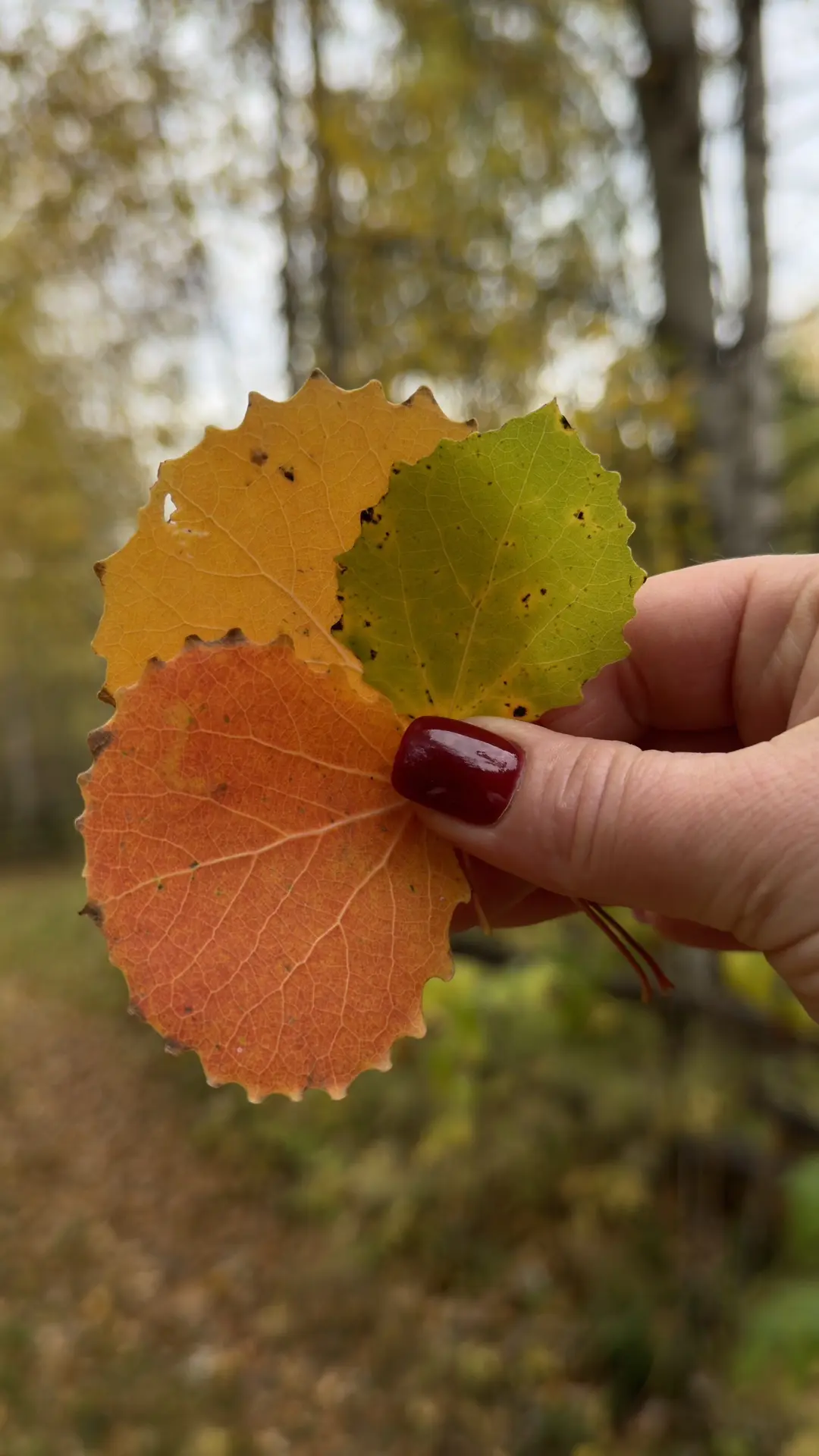 Октябрь пришёл… 🍂