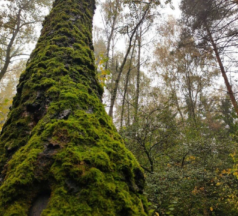 🌲 Бутовский лес будто кадр из кино