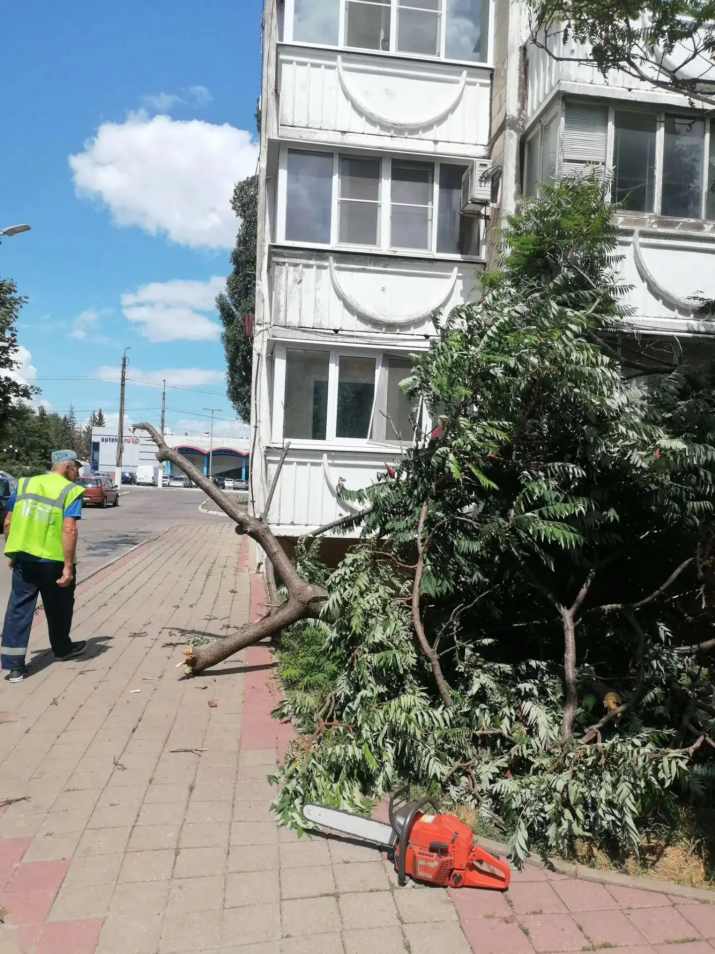 Дерево на Королёва убрали после нашего поста.