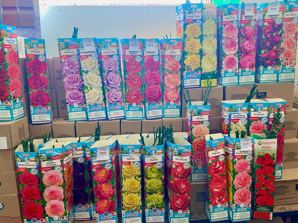 🌹 В продаже саженцы роз - 473 руб. 🌹