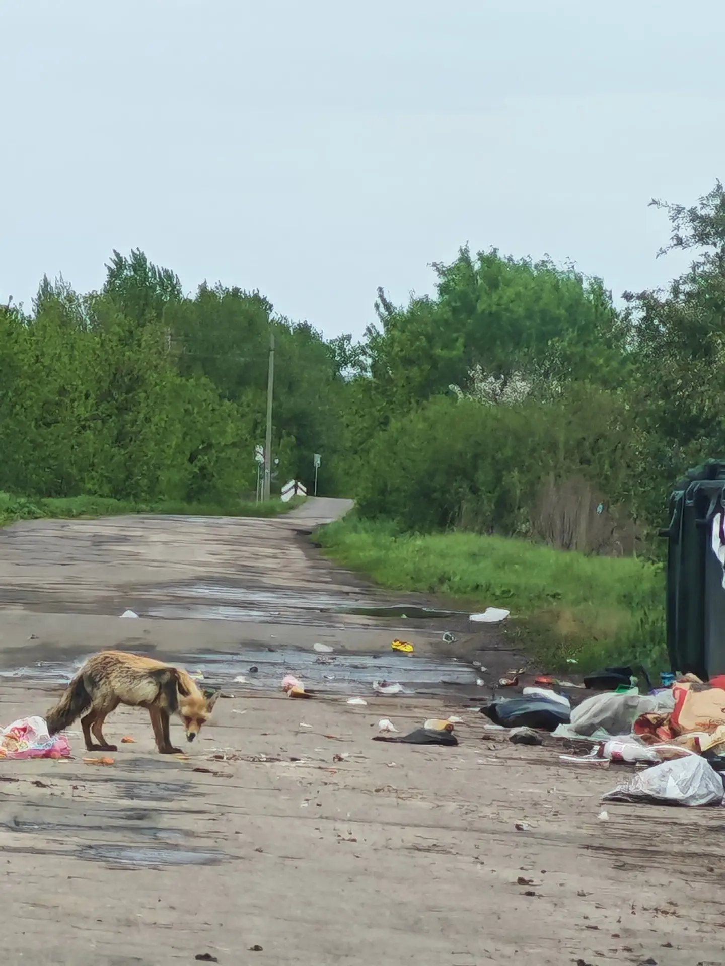 Это село Девичьи Горки, Вольский район. Безобразие не первый год, даже на 9 мая не вывезли  мусор, в